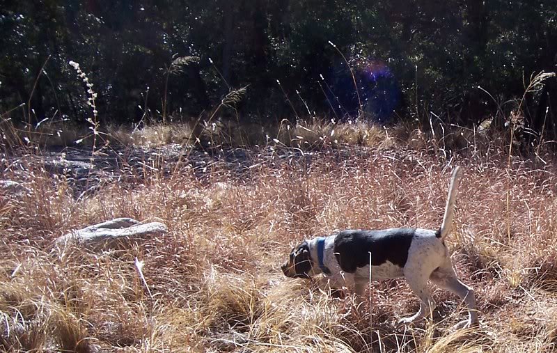 jess on the hunt 02.02.07