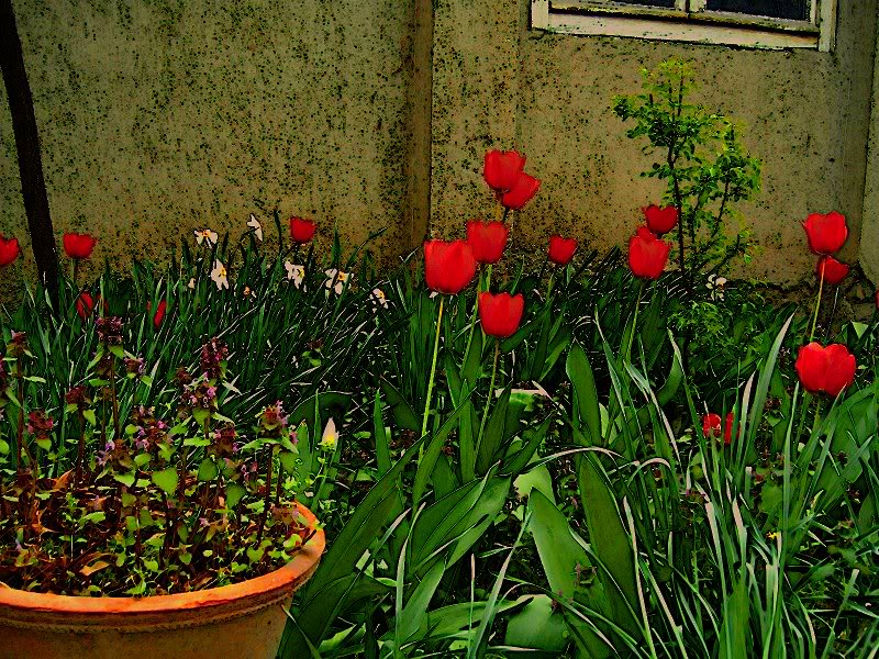 tulips_changedw eb
