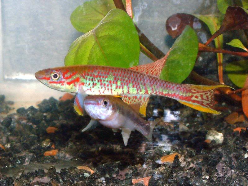 A pair of Aphyosemion batesii