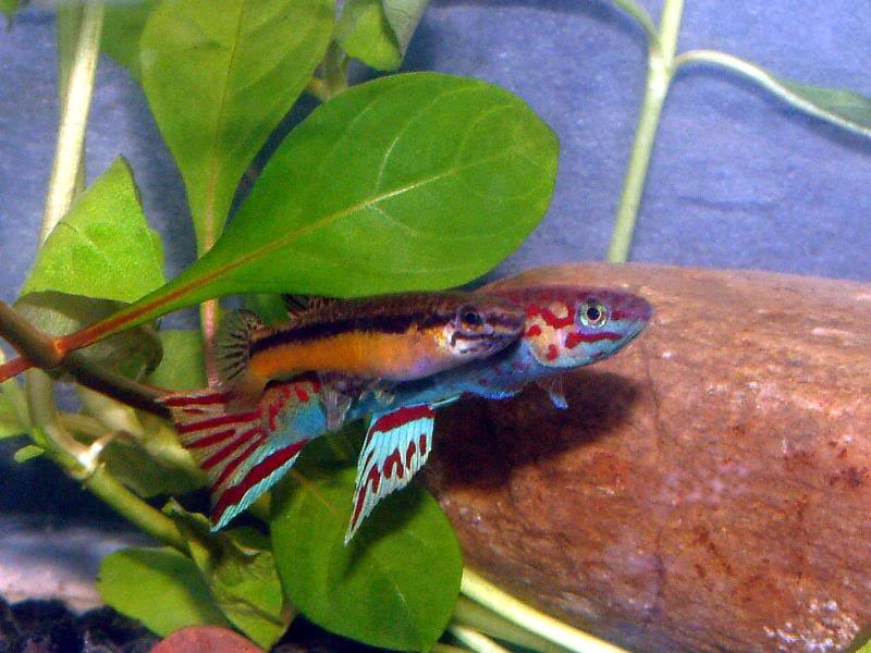 A pair of Aphyosemion hera