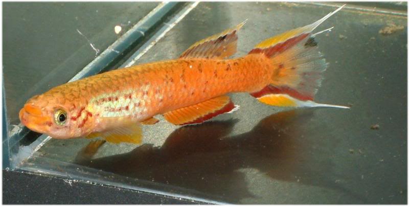 Aphyosemion australe Gold