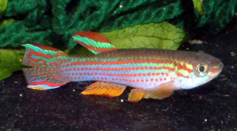 Aphyosemion striatum Male