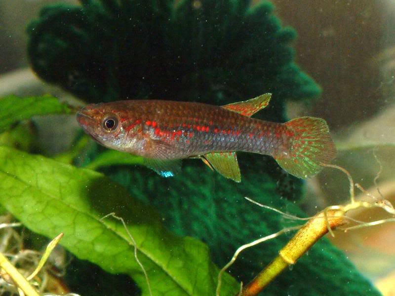 Aphyosemion wachtersi Female