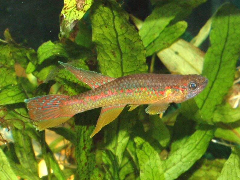 Aphyosemion wachtersi Male