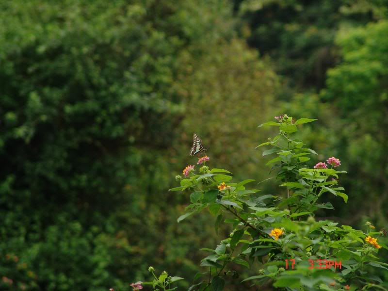 DSC01823_common _jay