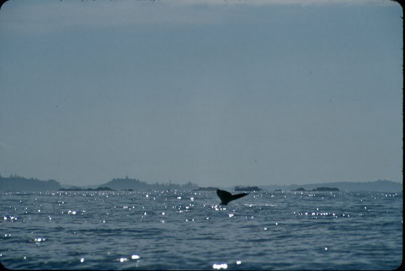 Whale Tail off Cow Bay, Flores Is.