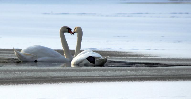 swans_cropped_s mall adjusted