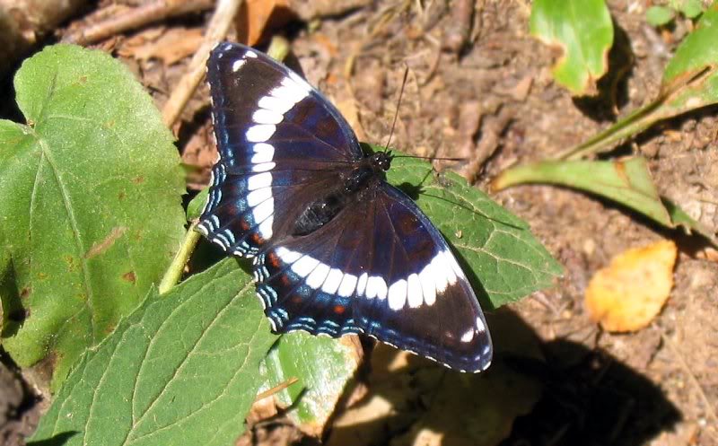 white-admiral-b lur tool