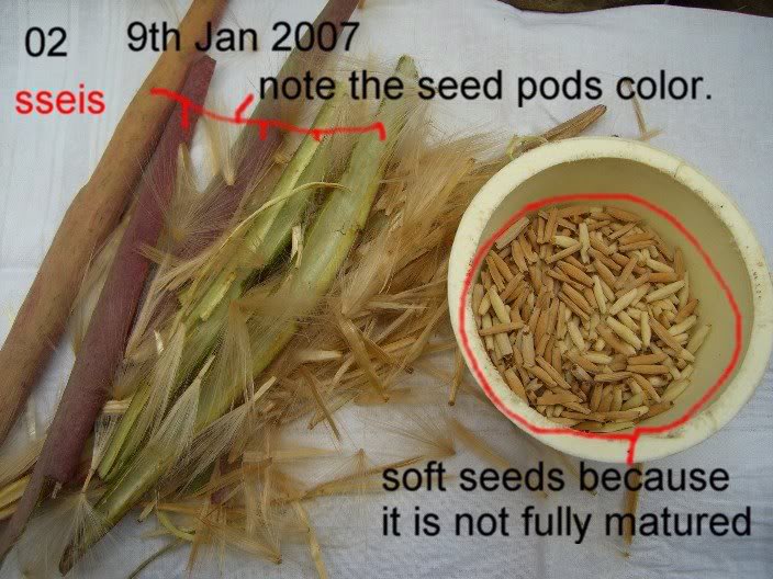 02-soft seeds 1