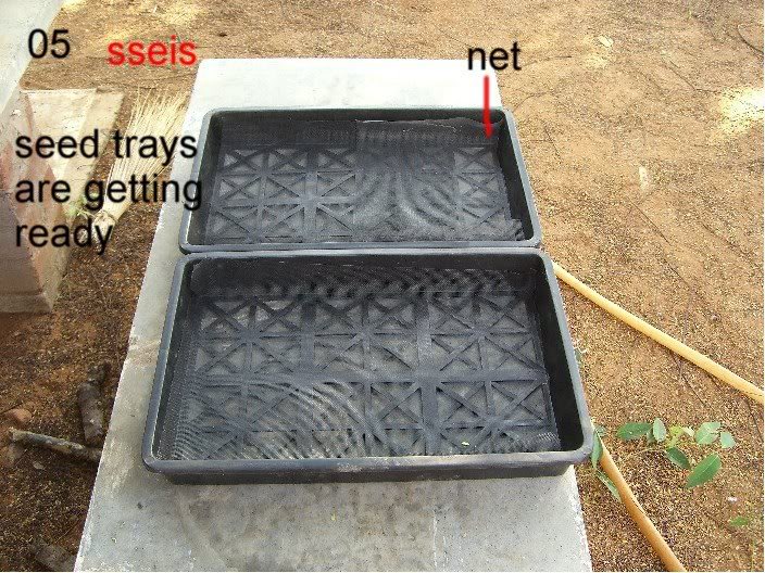 05-seed trays - ready