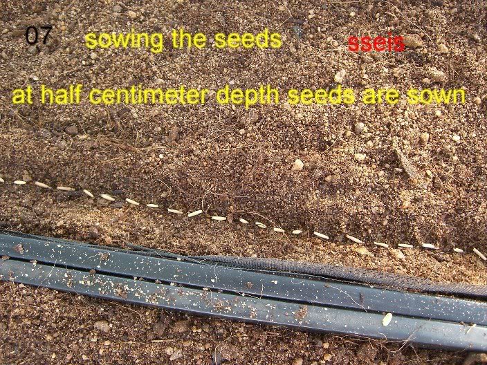 07-sowing