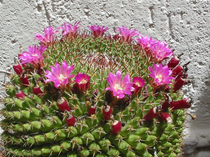 M.multiseta
