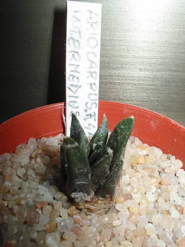 a. intermedius22-1 -07