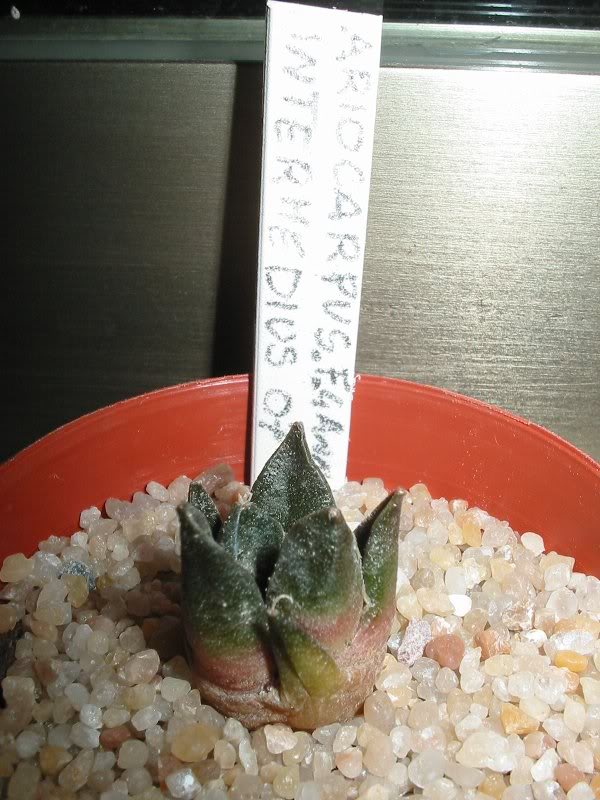 a.intermedius(1 )22-01-07