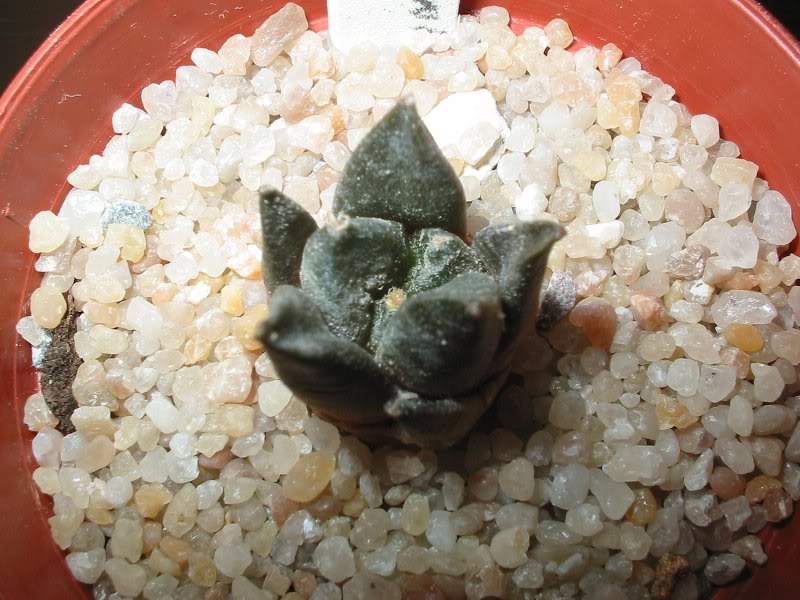 a.intermedius22 -01-07