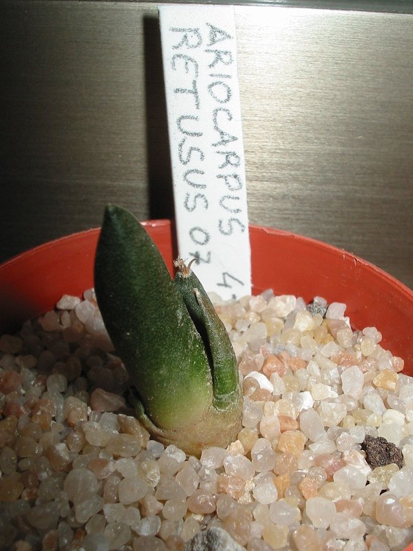 a.retusus(1)22- 01-07