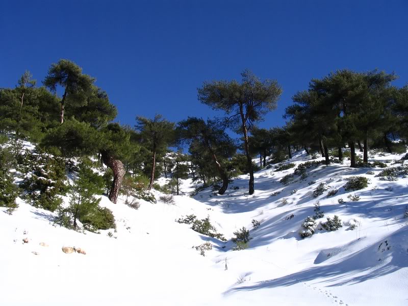 Kamoua, Miss Lebanon