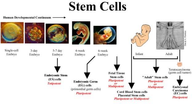 EMBRYONIC AND FOETAL STEM CELLS