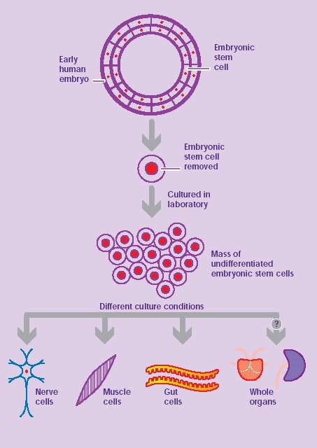 EMBRYONIC STEM CELL