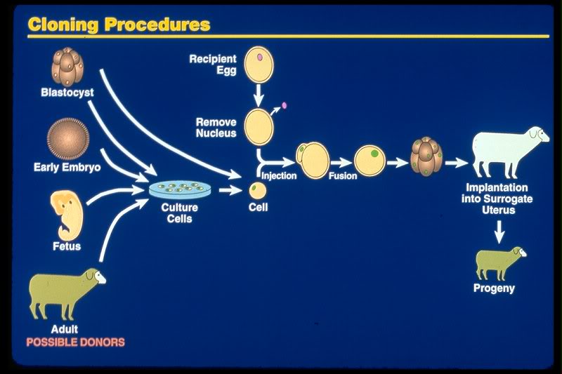 cloning procedure