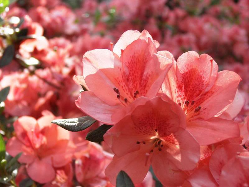 Azalea Glow