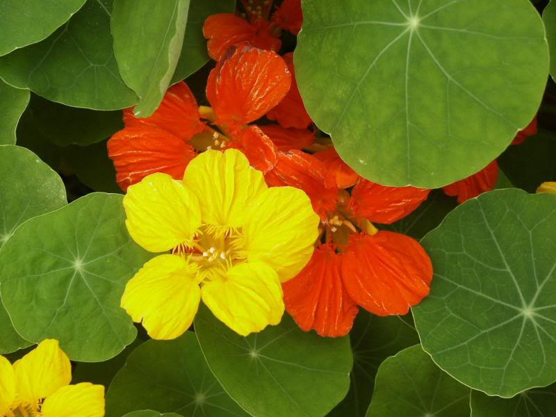 Nastursiums