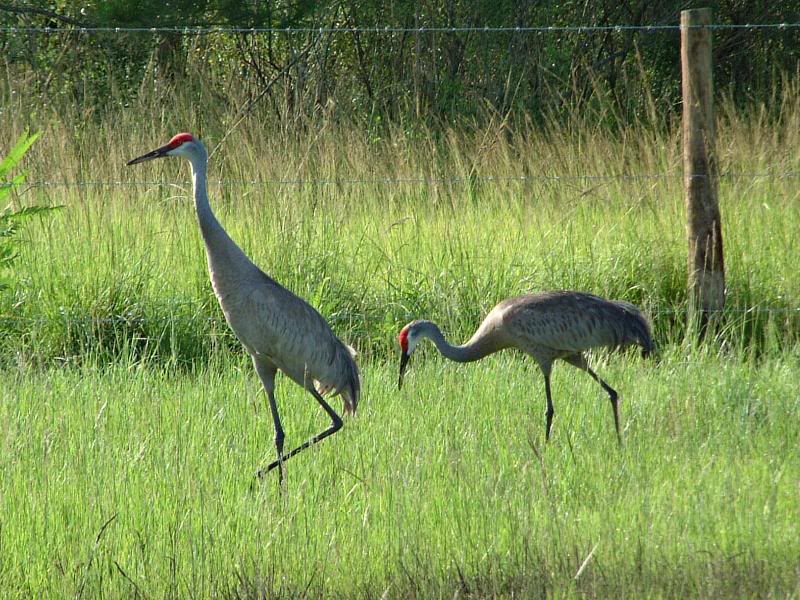 Sandhill Cranes