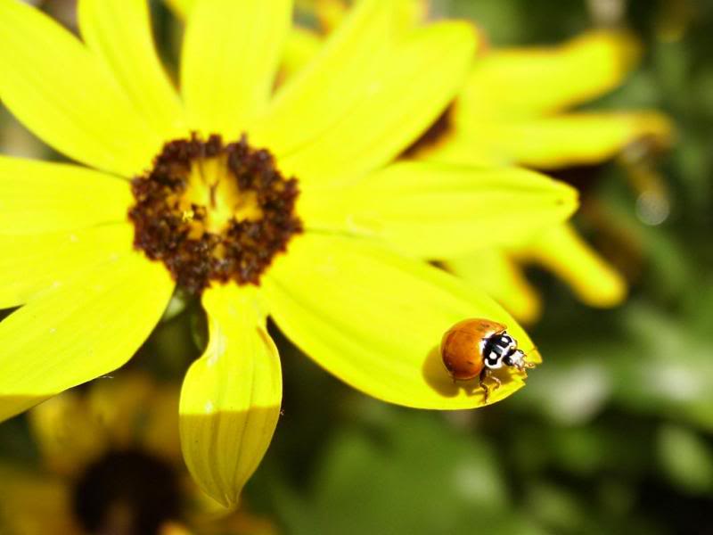 Walking On The Edge, Lady Bug