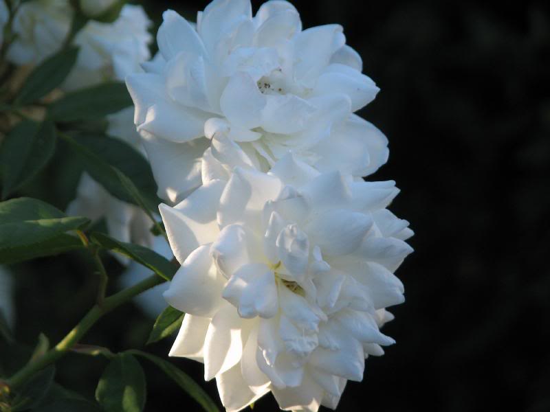 IMG_3457 Two together