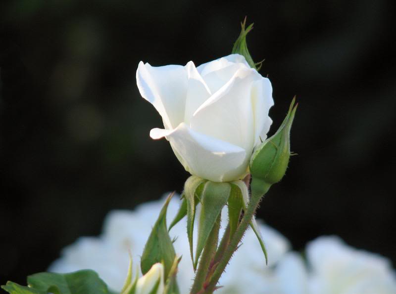 IMG_3458 New buds kissed by the sun