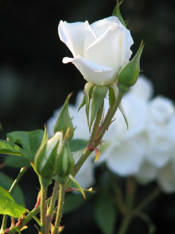 IMG_3459 promise of beauties to come