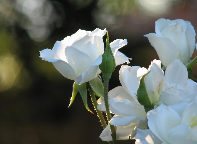 IMG_3461 to be admired