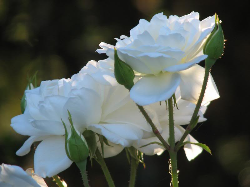 IMG_3463 Beautiful together