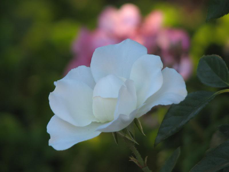 IMG_3464 still in a ball