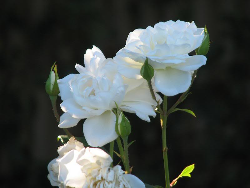 IMG_3489 waiting to be photographed