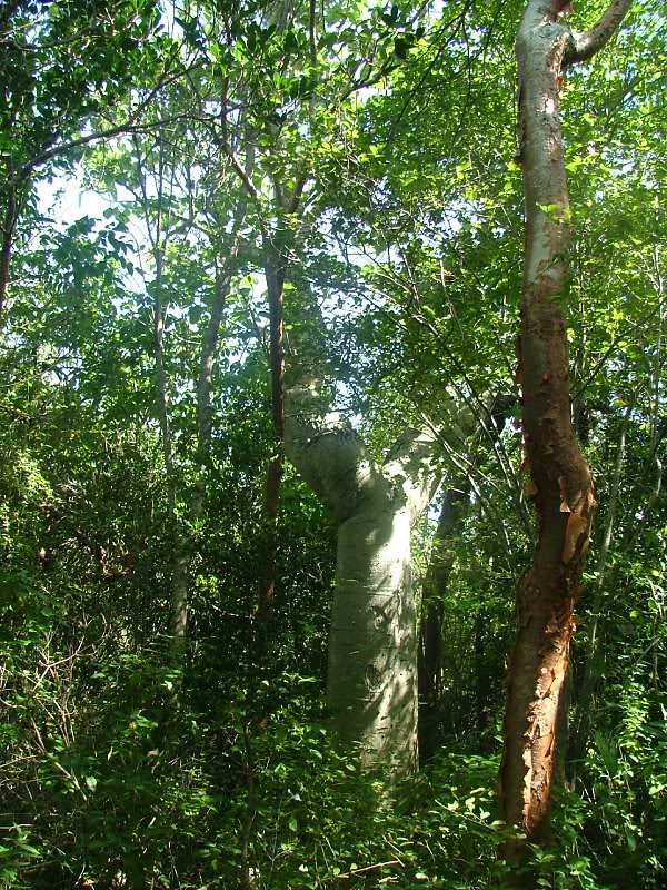 Hildegardia cubensis by Boris Vrskovy 2