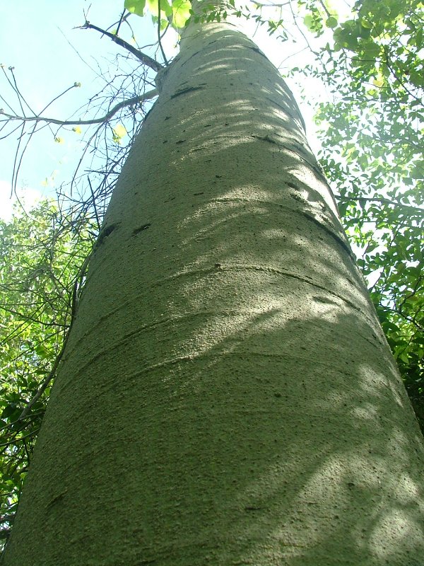 Hildegardia cubensis by Boris Vrskovy 3