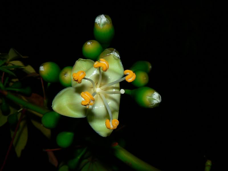 ceiba_pentandra _india_flowerin g-1