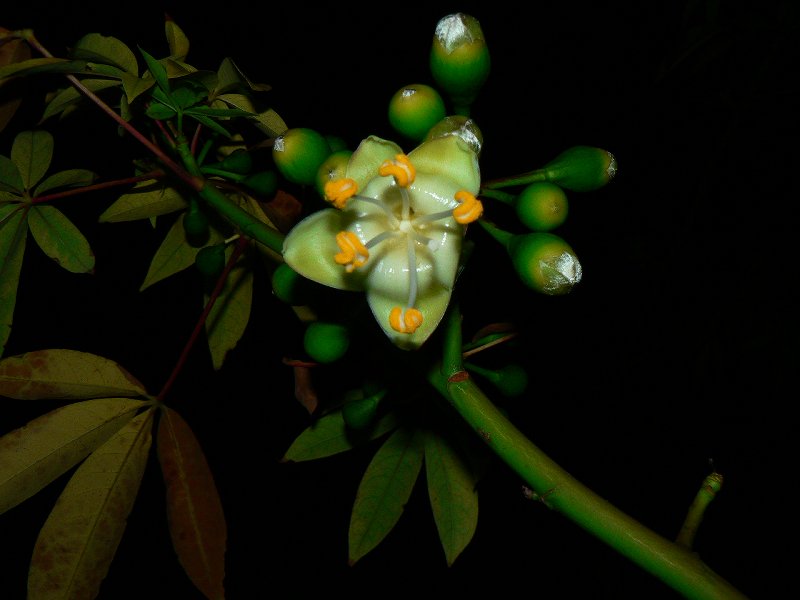 ceiba_pentandra _india_flowerin g-2