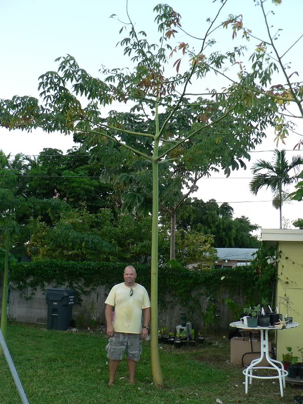 ceiba_pentandra _india_flowerin g-22