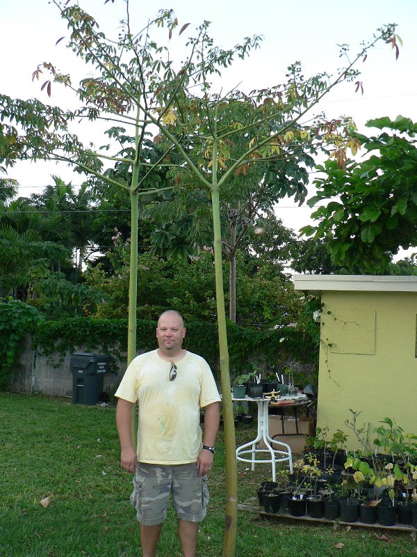 ceiba_pentandra _india_flowerin g-23