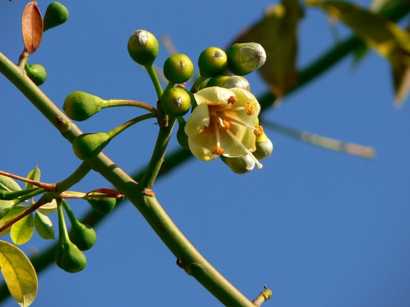 ceiba_pentandra _india_flowerin g-7