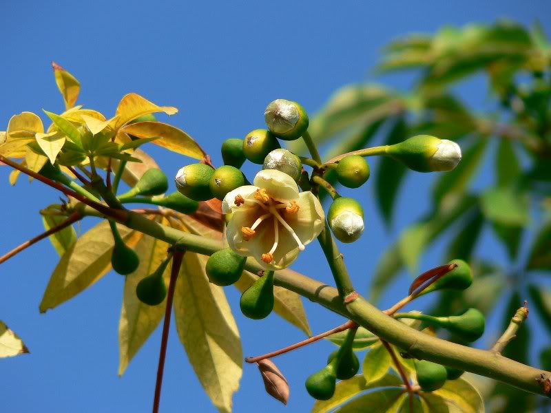 ceiba_pentandra _india_flowerin g-8