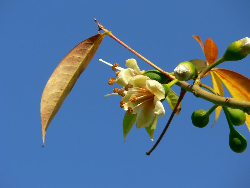 ceiba_pentandra _india_flowerin g-9