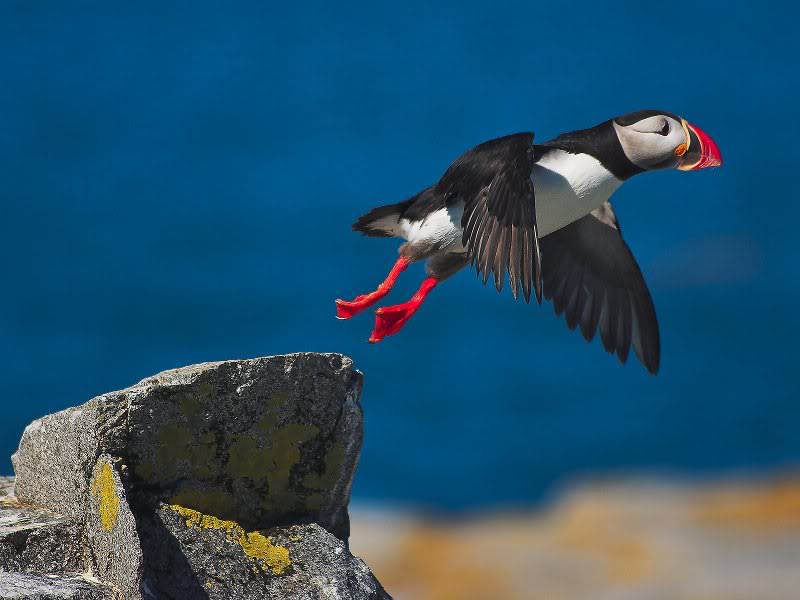 Atlantic Puffin Taking Flight