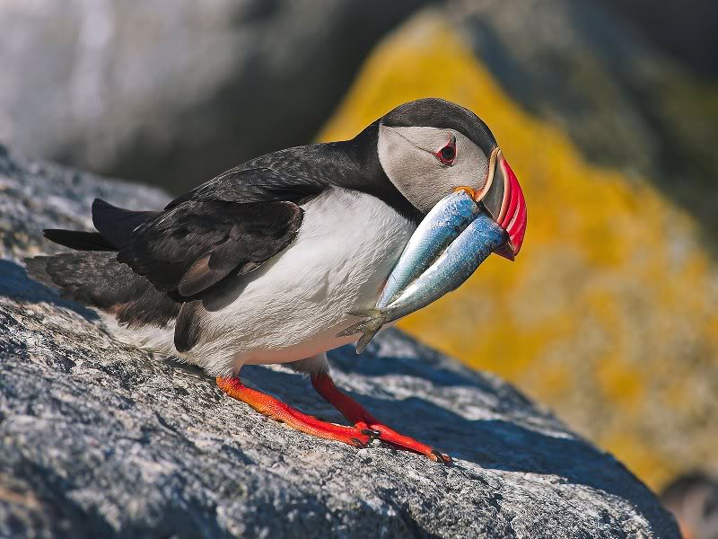 Atlantic Puffin With Lunch
