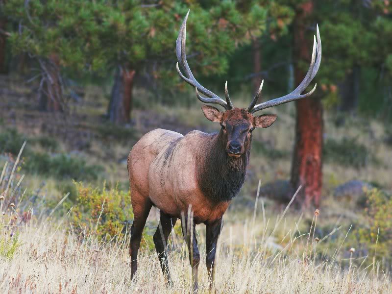 Big Bull Elk