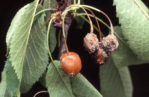 ciliegio_monili a