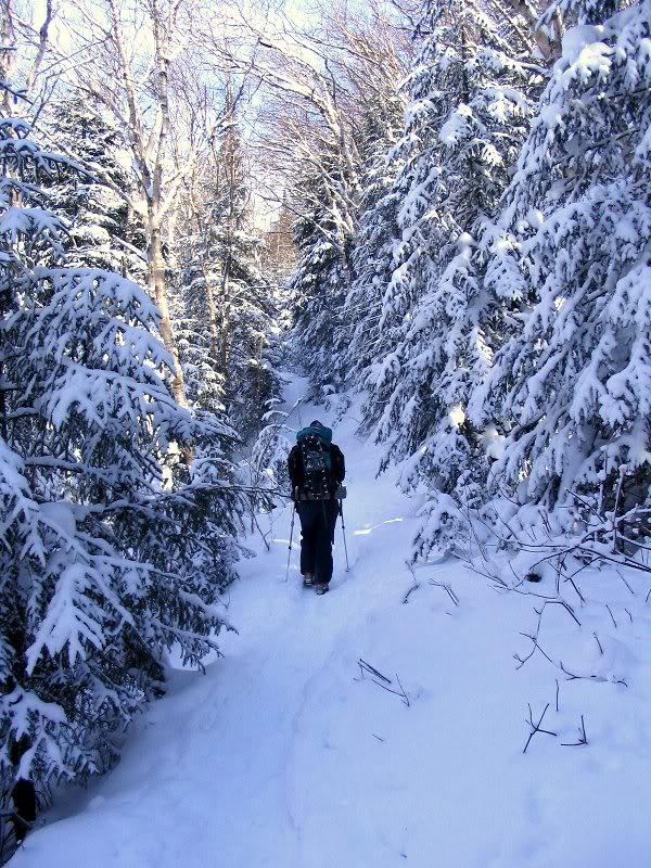 Lovely woods, with hiker