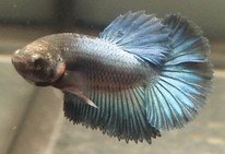 BBLHMxBBLHM_mal e1_01